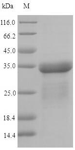 Recombinant Escherichia coli Type-1 fimbrial protein, A chain(fimA)