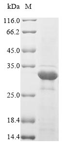 Recombinant Escherichia coli Type 1 fimbrin D-mannose specific adhesin(fimH)