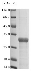 Recombinant Escherichia coli Type 1 fimbrin D-mannose specific adhesin(fimH)