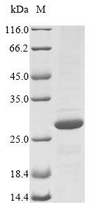 Recombinant Escherichia coli Uncharacterized protein yjbL(yjbL)