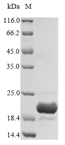 Recombinant Escherichia coli Universal stress protein D(uspD)