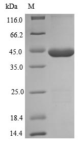 Recombinant Escherichia coli dITP/XTP pyrophosphatase(rdgB)