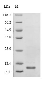 Recombinant Escherichia coli tRNA threonylcarbamoyladenosine biosynthesis protein TsaE(tsaE)