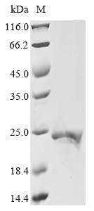 Recombinant Escherichia phage MS2 Capsid protein