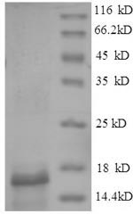 Recombinant Gadus morhua subsp. callarias Parvalbumin beta