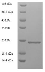 Recombinant Geobacillus stearothermophilus Gellan lyase,partial