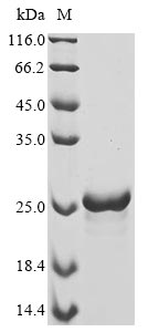 Recombinant Goat Interferon gamma(IFNG)