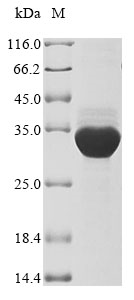 Recombinant Gossypium hirsutum zinc finger protein 8-like(LOC107899218)