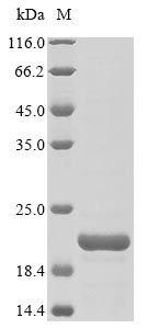 Recombinant Griffithsia sp. Griffithsin(X31S)