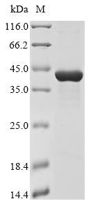 Recombinant Haemophilus influenzae Immunoglobulin A1 protease autotransporter(iga),partial