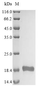 Recombinant Haemophilus influenzae Putative toxin YafQ(yafQ)