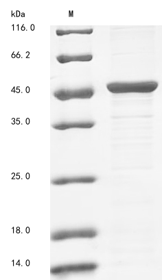 Recombinant Halobacterium salinarum Cobalamin import ATP-binding protein BtuD(btuD)
