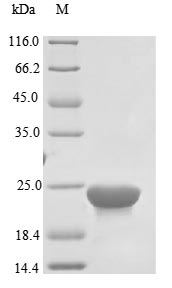 Recombinant Helicobacter pylori Bacterial non-heme ferritin(ftnA)