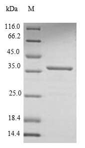 Recombinant Helicobacter pylori Cytotoxicity-associated immunodominant antigen(cagA),partial