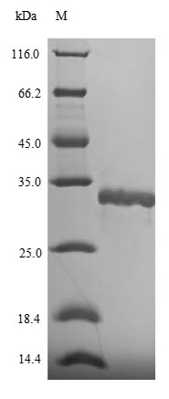Recombinant Helicobacter pylori DNA protection during starvation protein(dps)