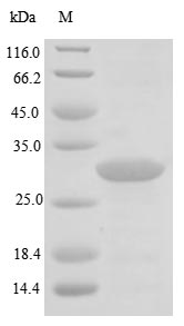 Recombinant Helicobacter pylori Urease subunit alpha(ureA)