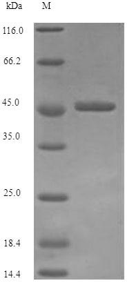 Recombinant Helicobacter pylori Vacuolating cytotoxin autotransporter(vacA),partial