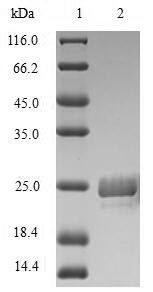 Recombinant Heteroscodra maculata Delta-theraphotoxin-Hm1a