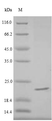 Recombinant Heteroscodra maculata Delta-theraphotoxin-Hm1a