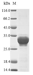 Recombinant Hordeum vulgare Oxalate oxidase 1