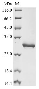 Recombinant Horse Prolactin(PRL)
