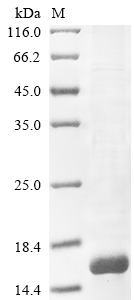 Recombinant Hottentotta judaicus Alpha-insect toxin BjaIT