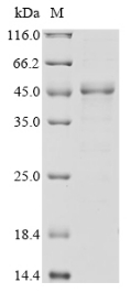 Recombinant Human  S-adenosylmethionine synthase isoform type-2(MAT2A)