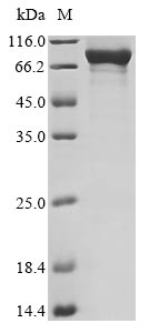 Recombinant Human 2-5A-dependent ribonuclease(RNASEL)