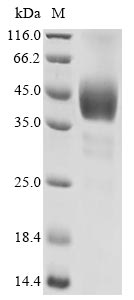 Recombinant Human 5-hydroxytryptamine receptor 1D(HTR1D),partial