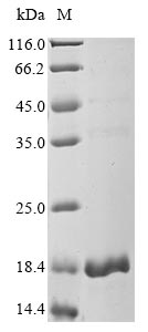 Recombinant Human 5-oxoprolinase(OPLAH),partial