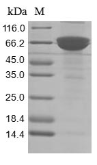 Recombinant Human ADP-ribosyl cyclase/cyclic ADP-ribose hydrolase 1(CD38),partial
