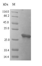 Recombinant Human ALK and LTK ligand 1(ALKAL1)