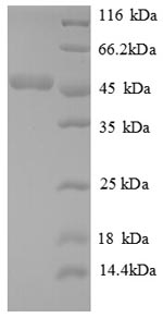 Recombinant Human ATP synthase subunit O, mitochondrial(ATP5O)