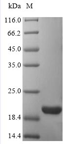 Recombinant Human ATP synthase subunit delta, mitochondrial(ATP5D)