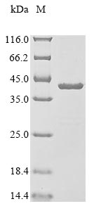 Recombinant Human ATP synthase subunit gamma, mitochondrial(ATP5C1)