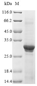 Recombinant Human Acetylcholine receptor subunit alpha(CHRNA1),partial