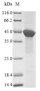Recombinant Human Actin-like protein 8(ACTL8)