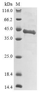 Recombinant Human Agouti-signaling protein(ASIP),partial
