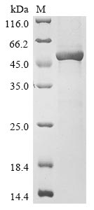 Recombinant Human Alpha-1,3-mannosyl-glycoprotein 4-beta-N-acetylglucosaminyltransferase A(MGAT4A),partial