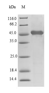 Recombinant Human Alpha-tocopherol transfer protein(TTPA)