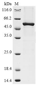 Recombinant Human Aminopeptidase N(ANPEP),partial