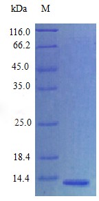 Recombinant Human Amphiregulin protein(AREG) (Active)