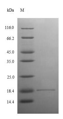 Recombinant Human Angiogenin(ANG),partial
