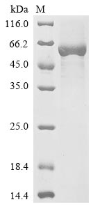 Recombinant Human Antithrombin-III(SERPINC1)(R294C)