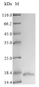 Recombinant Human Apolipoprotein B-100(APOB),partial