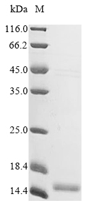 Recombinant Human Apolipoprotein C-I(APOC1)