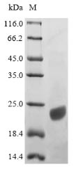 Recombinant Human Apolipoprotein C-III(APOC3)
