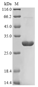 Recombinant Human Apoptosis-associated speck-like protein containing a CARD(PYCARD)