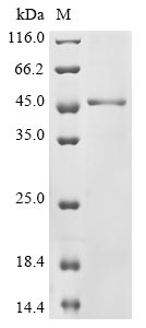 Recombinant Human Ataxin-7(ATXN7),partial