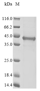 Recombinant Human BCL2/adenovirus E1B 19KDA protein-interacting protein 3-like(BNIP3L),partial